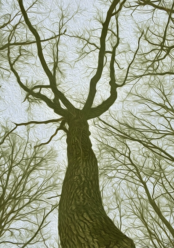 Дерева вы мои, дерева... - Валентина Нефёдова Дерева вы мои, дерева... - Валентина Нефёдова