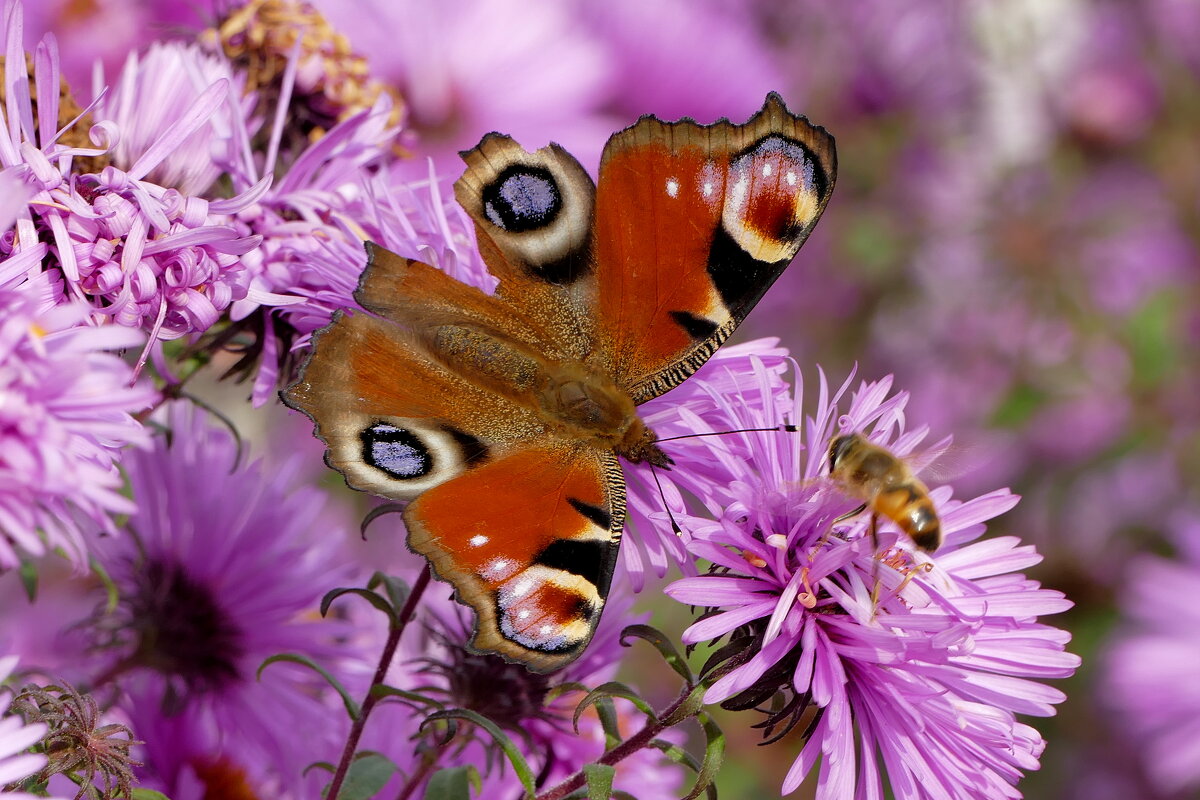опять про бабочек...513 - Александр Прокудин опять про бабочек...513 - Александр Прокудин