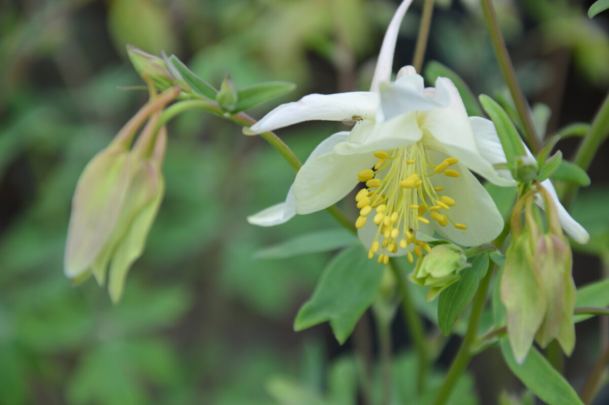 Аквилегия - Надежда Куркина Аквилегия - Надежда Куркина