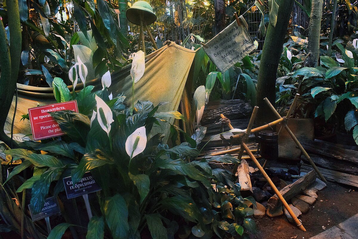 Здесь живёт охотник за растениями, пережившими динозавров. - Татьяна Помогалова Здесь живёт охотник за растениями, пережившими динозавров. - Татьяна Помогалова