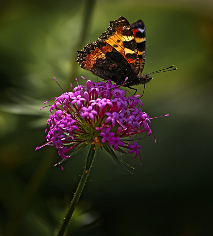 Весенний мотылёк - Valziwa Весенний мотылёк - Valziwa