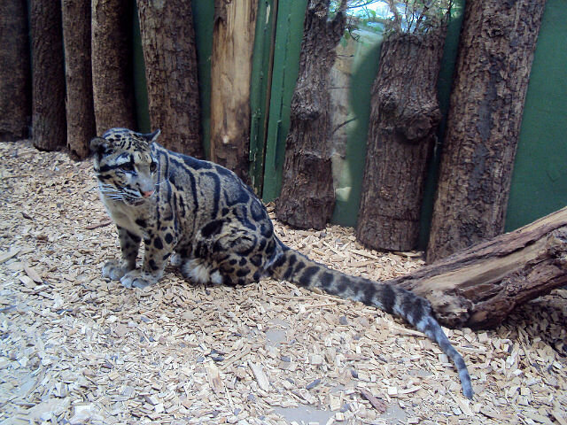 Пражский зоопарк - Tata Wolf