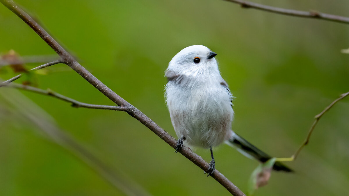 Ополовник - Владимир Лазарев Ополовник - Владимир Лазарев