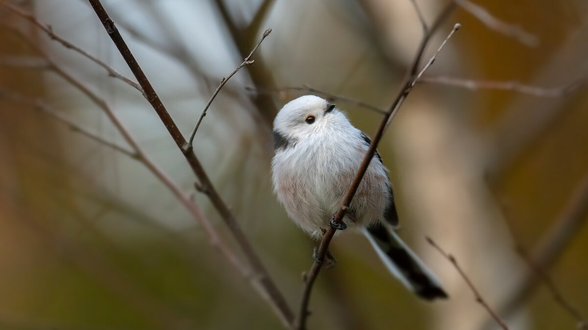 Ополовник - Владимир Лазарев Ополовник - Владимир Лазарев