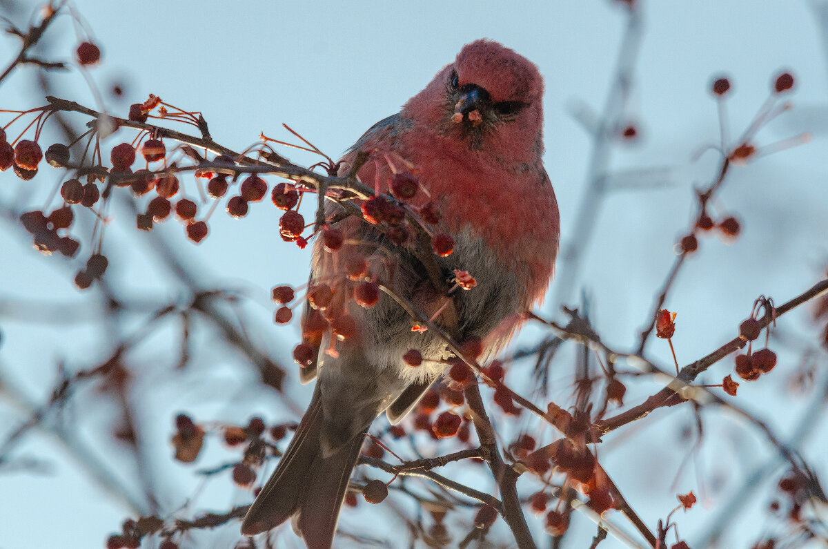 Щур - Виктор Иванович Чернюк Щур - Виктор Иванович Чернюк