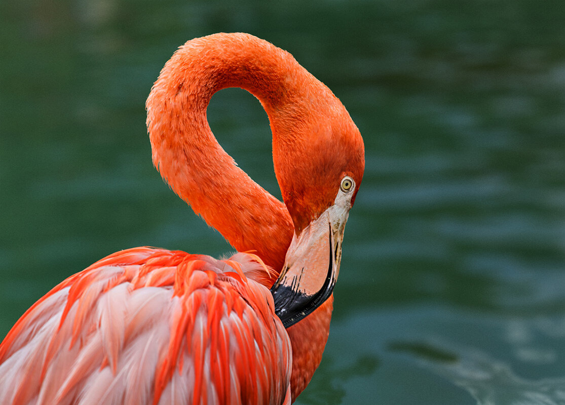 Фламинго - SanSan 