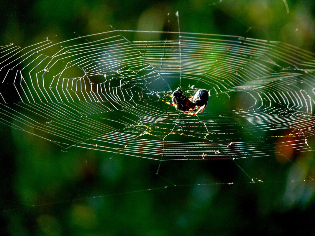Борьба на ринге. - nadyasilyuk Вознюк