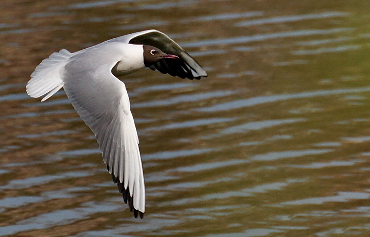 Полёт над озером... - Николай Саржанов Полёт над озером... - Николай Саржанов