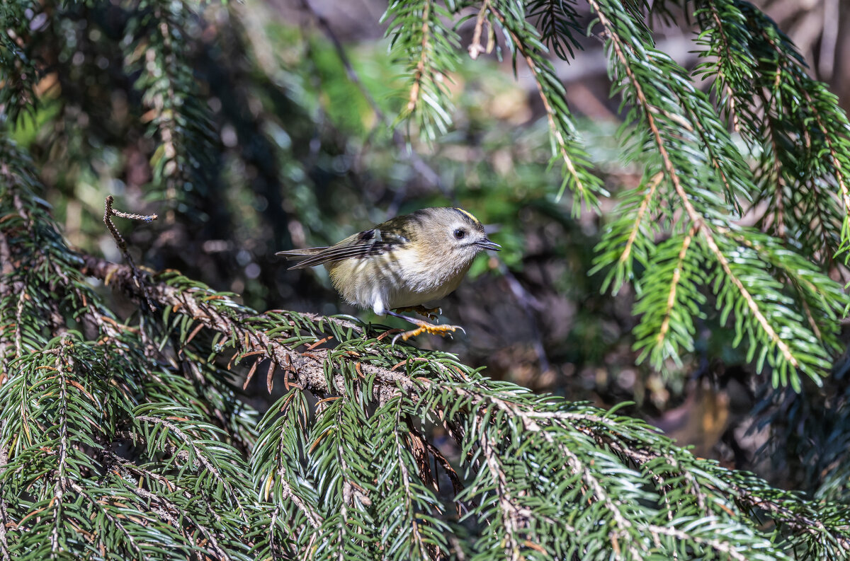 желтоголовый королек - юрий макаров желтоголовый королек - юрий макаров