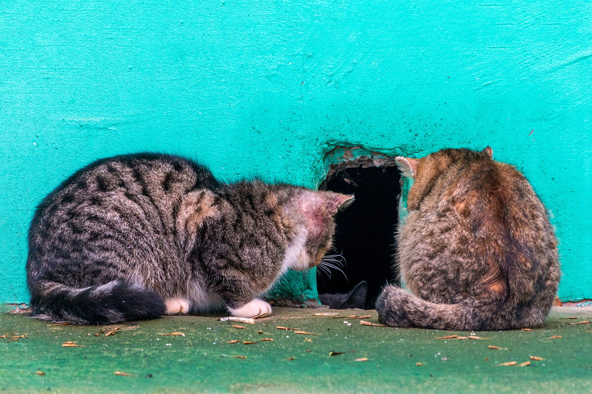 :- Выходи ! На улице март и у нас душа песни поёт. - Анатолий. Chesnavik. :- Выходи ! На улице март и у нас душа песни поёт. - Анатолий. Chesnavik.