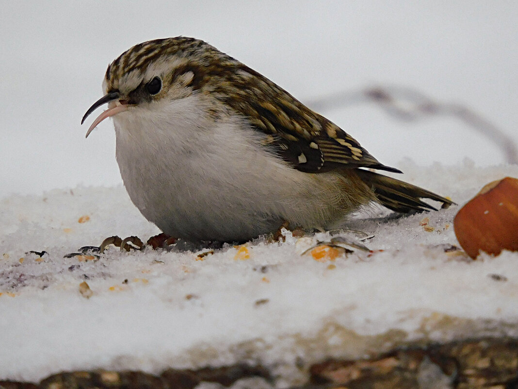 Пищуха - Лина 