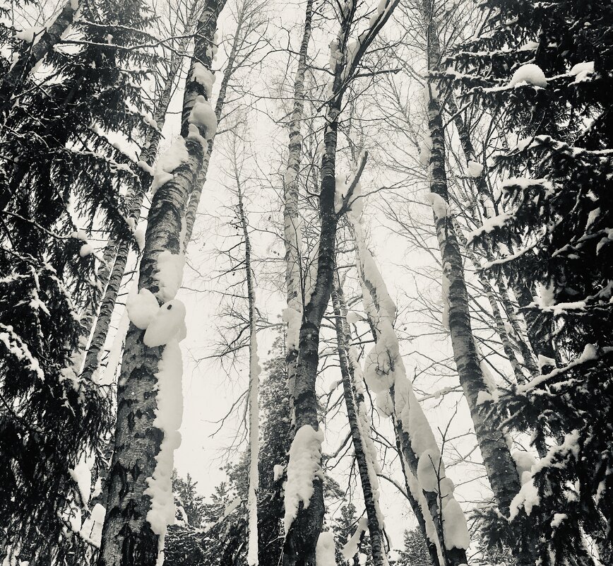 Танец ветвей - Татьяна 