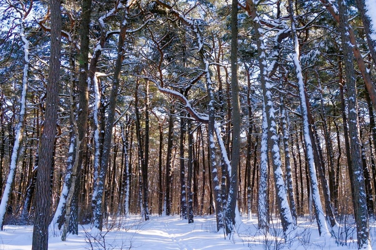 Февраль, побережье Балтийского моря, Калининградская область - Рита Симонова Февраль, побережье Балтийского моря, Калининградская область - Рита Симонова