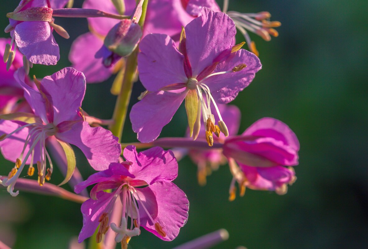 Краски лета. Цветущий кипрей. - Алексей Трухин