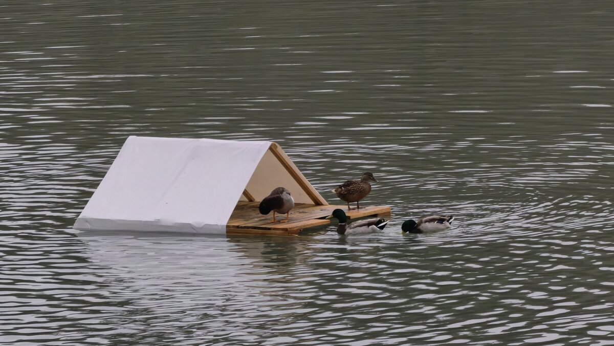 Домик для уток на озере в Нальчике - Мариша 