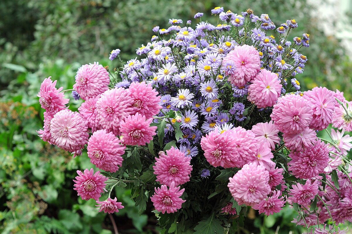 Цветы - Владимир Зыбин Цветы - Владимир Зыбин