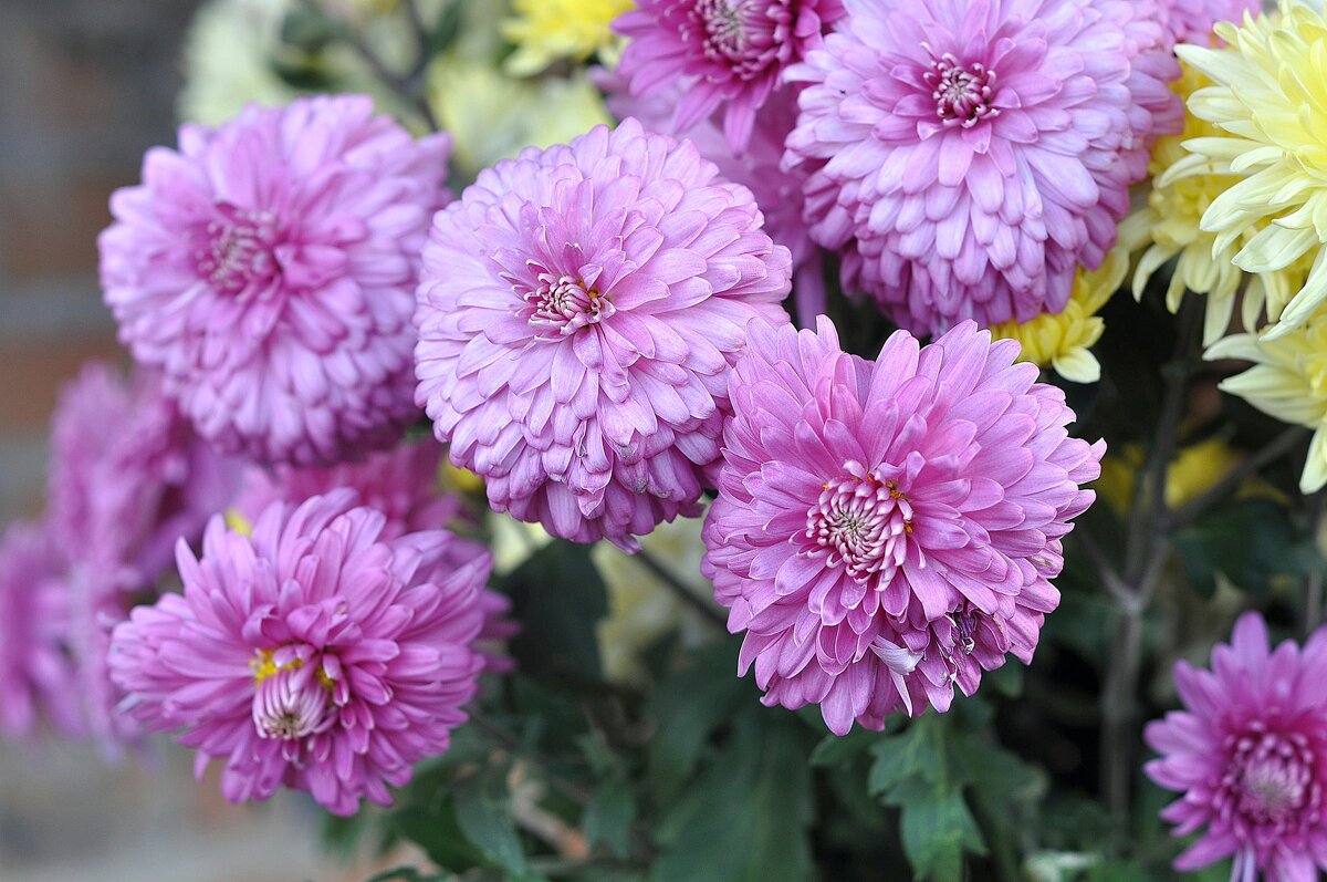 Цветы - Владимир Зыбин Цветы - Владимир Зыбин