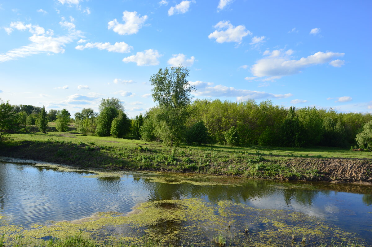 Донские виды. - Виктор Донские виды. - Виктор