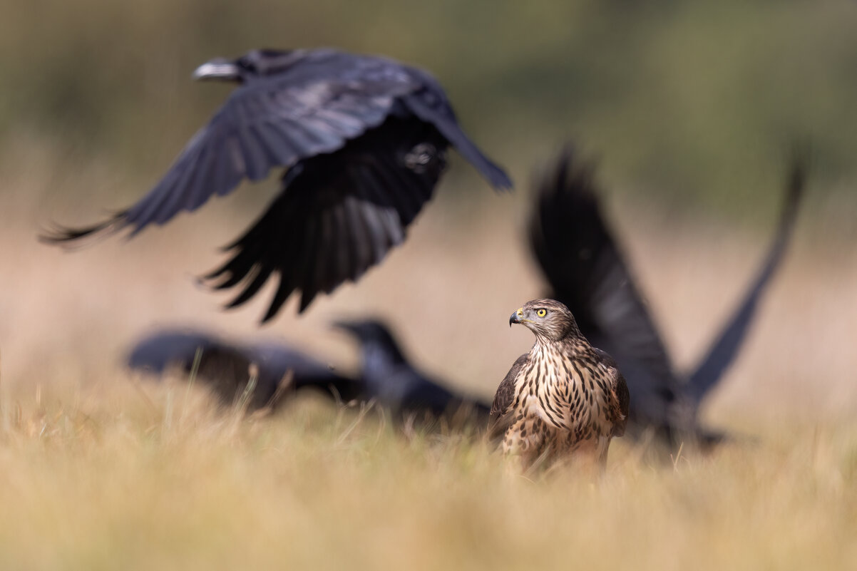 *** - Евгений Фруман