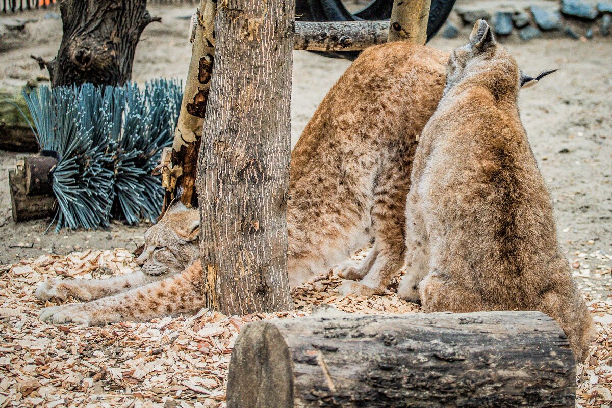 разминка и массаж.... - Аркадий Лаптенко