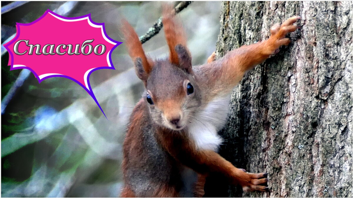 ... - "The Natural World" Александер