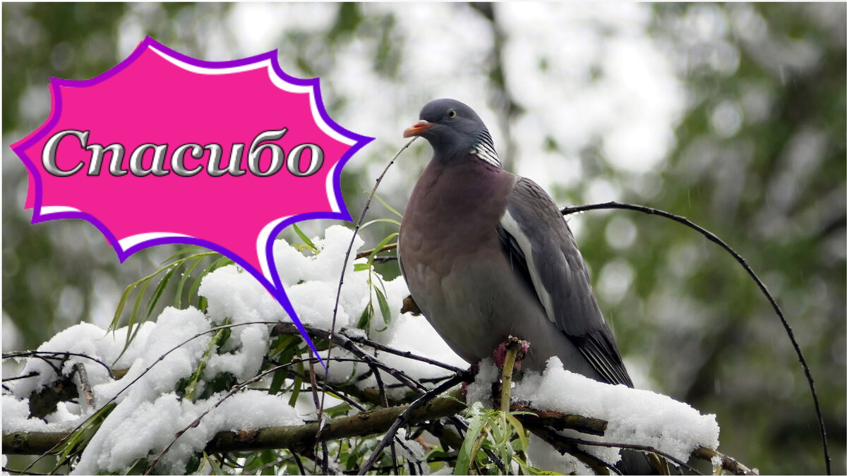 Мир Природы ... - "The Natural World" Александер Мир Природы ... - "The Natural World" Александер