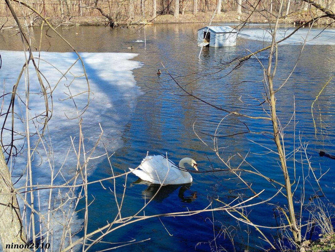 Март в ростовском зоопарке - Нина Бутко