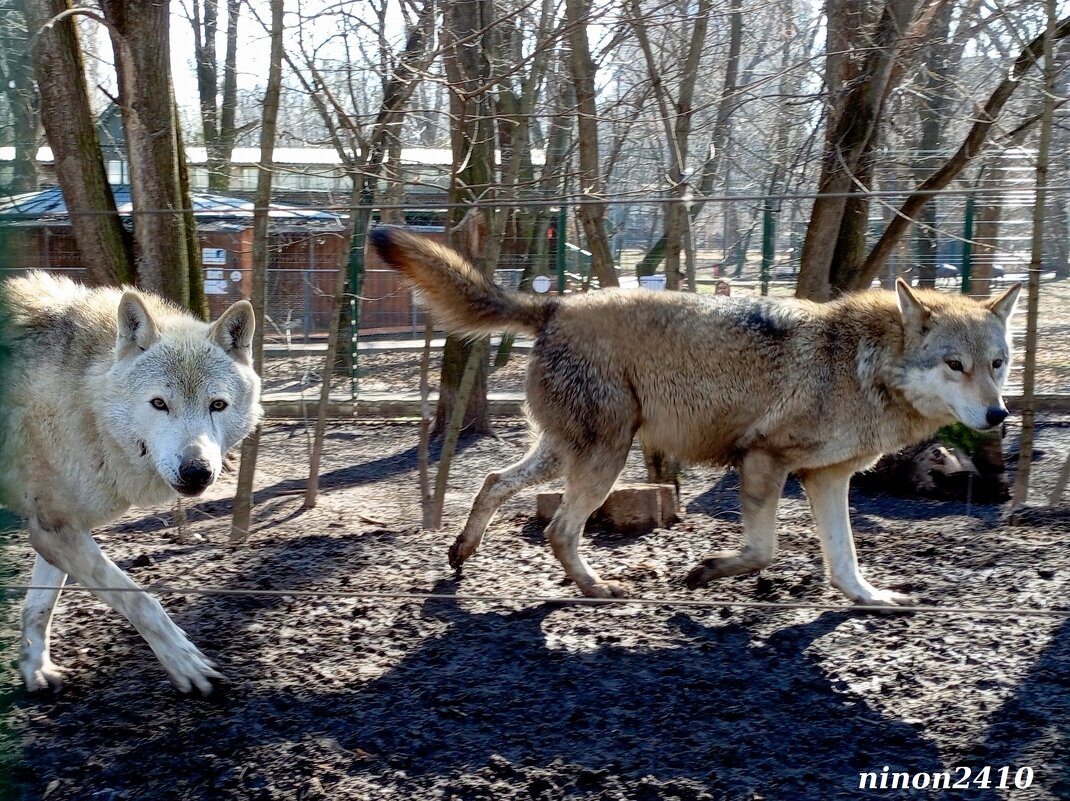 Март в ростовском зоопарке - Нина Бутко