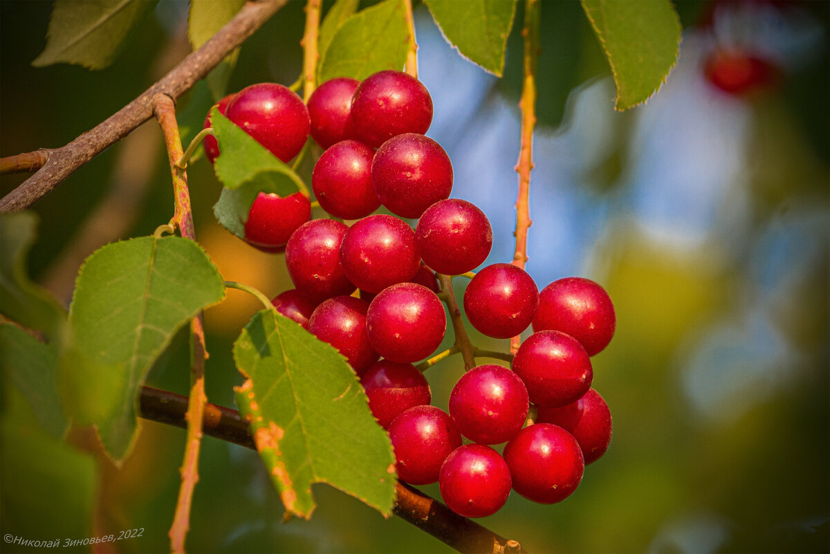 Гроздь красноплодной черемухи. - Николай Зиновьев