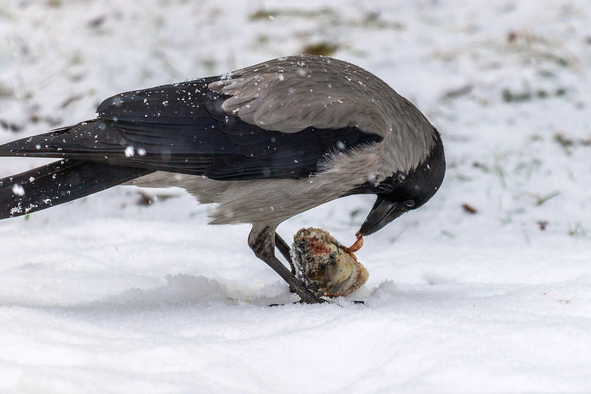 Вороне как - то кто - то ... - Анатолий. Chesnavik. Вороне как - то кто - то ... - Анатолий. Chesnavik.