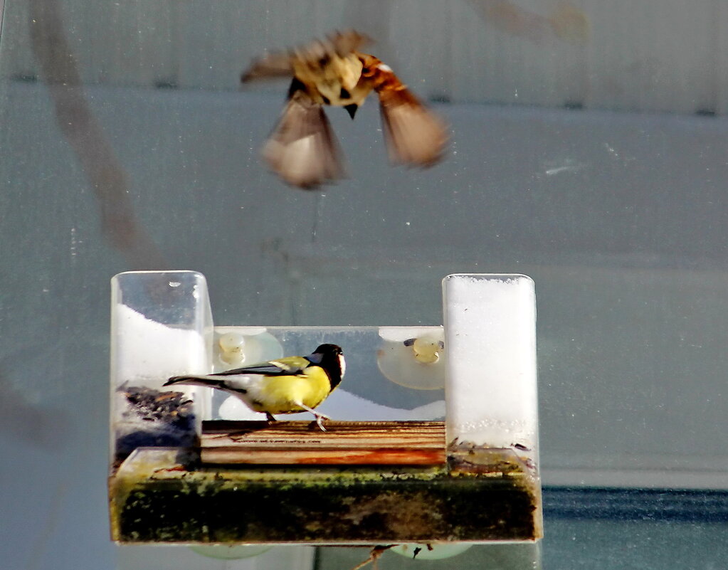 Атака - Александр Чеботарь