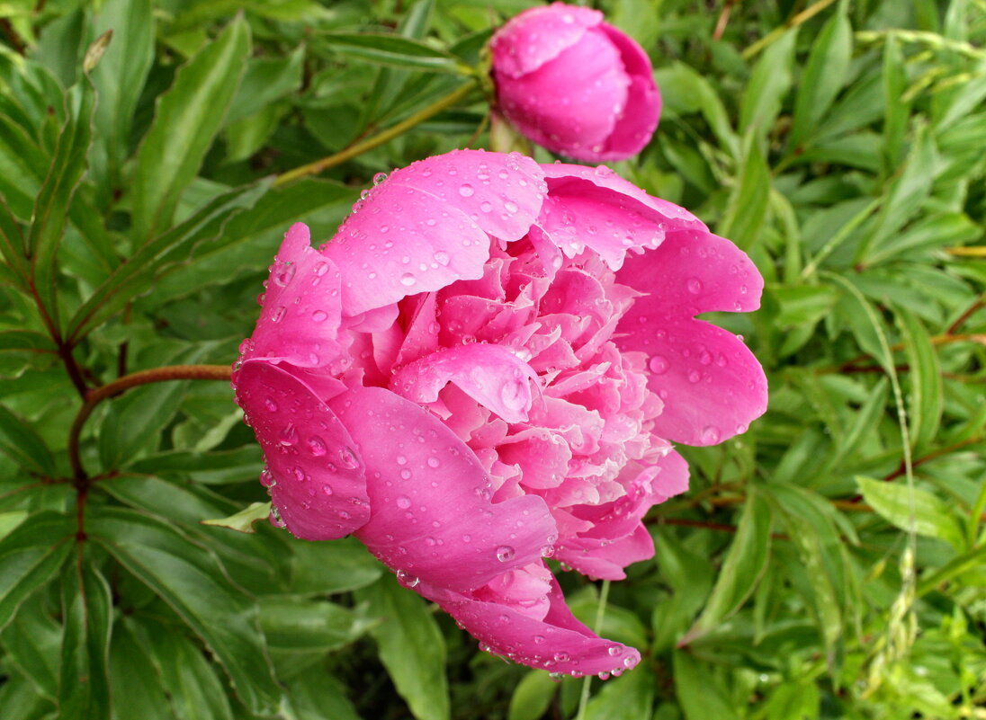 Пионы после дождя... - Александр Герасенков Пионы после дождя... - Александр Герасенков
