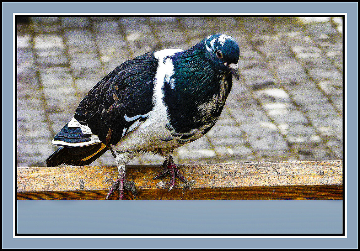 Голубок - Владимир Кроливец