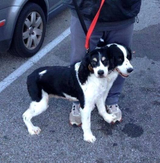 Надёжная охрана ! :) - Валерий Кокорев