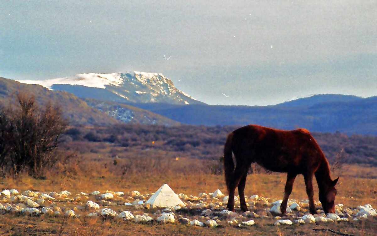 давняя пленка - Всеволод 
