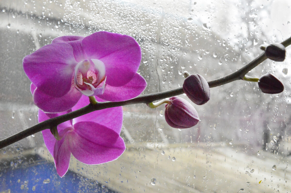 За окном непогода... - Надежда Куркина За окном непогода... - Надежда Куркина