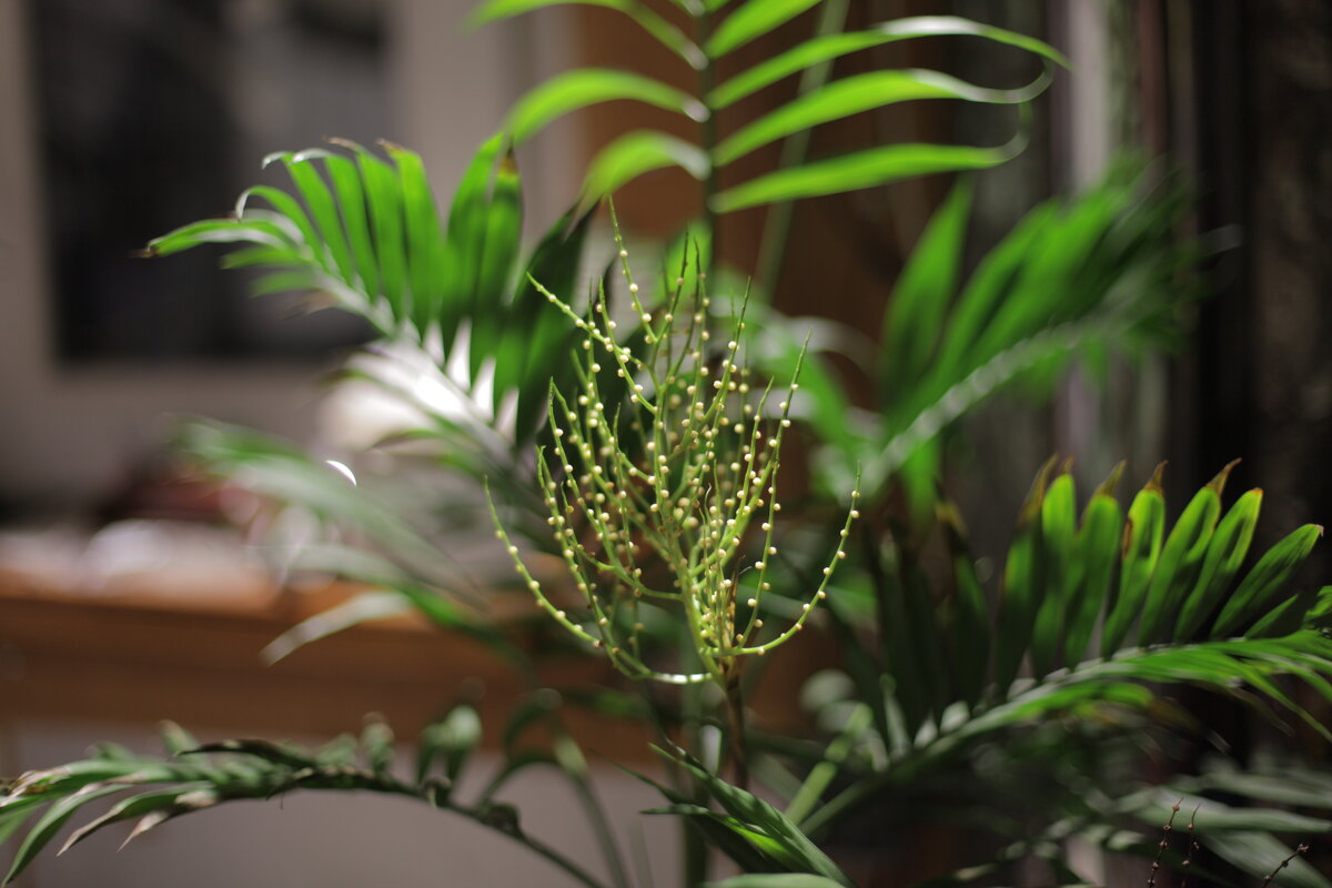 Тест Canon 5D Mark2 - Михаил Елочкин