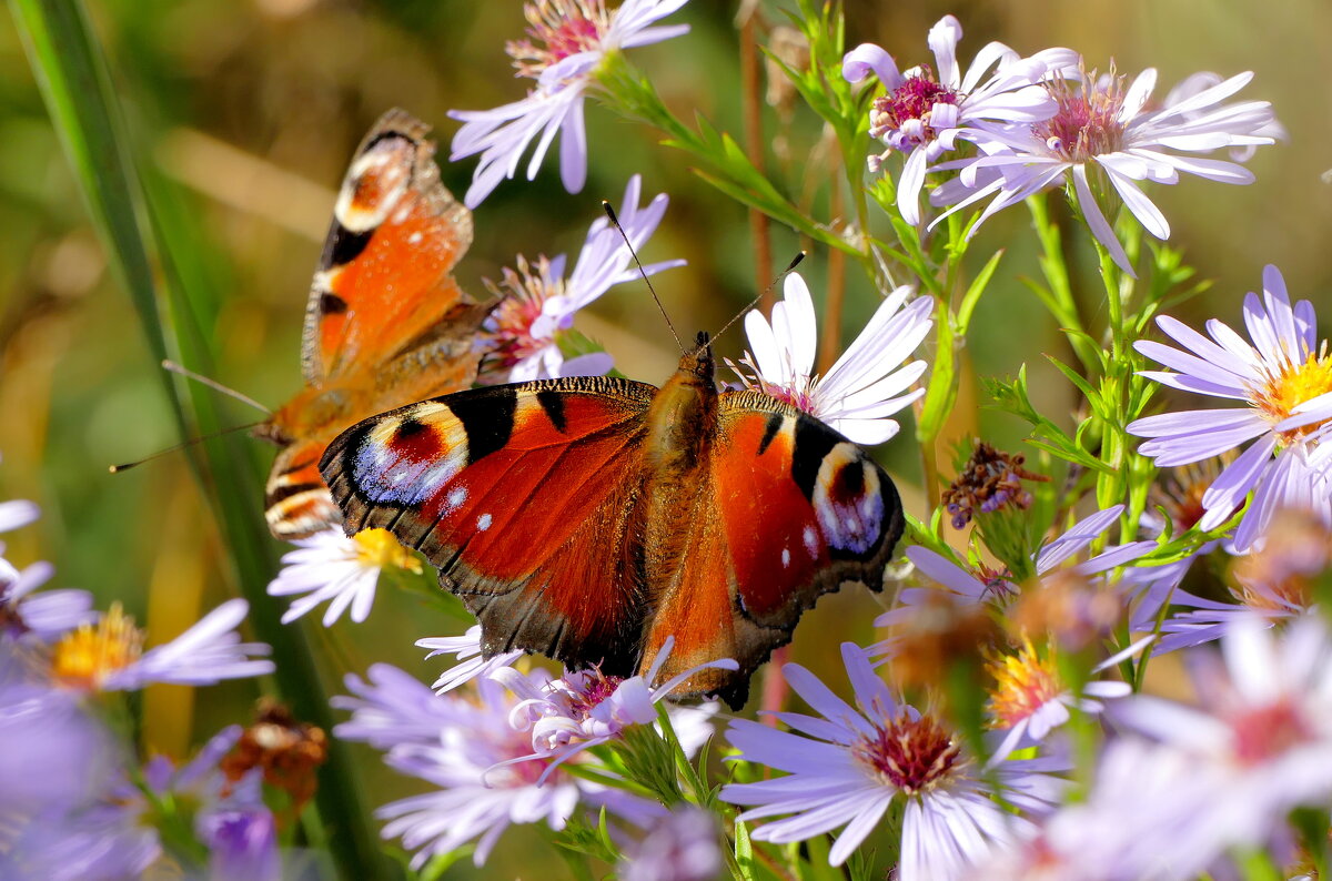 опять про бабочек...517 - Александр Прокудин опять про бабочек...517 - Александр Прокудин