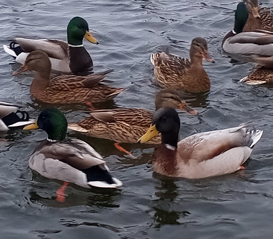 Утки - Сапсан 