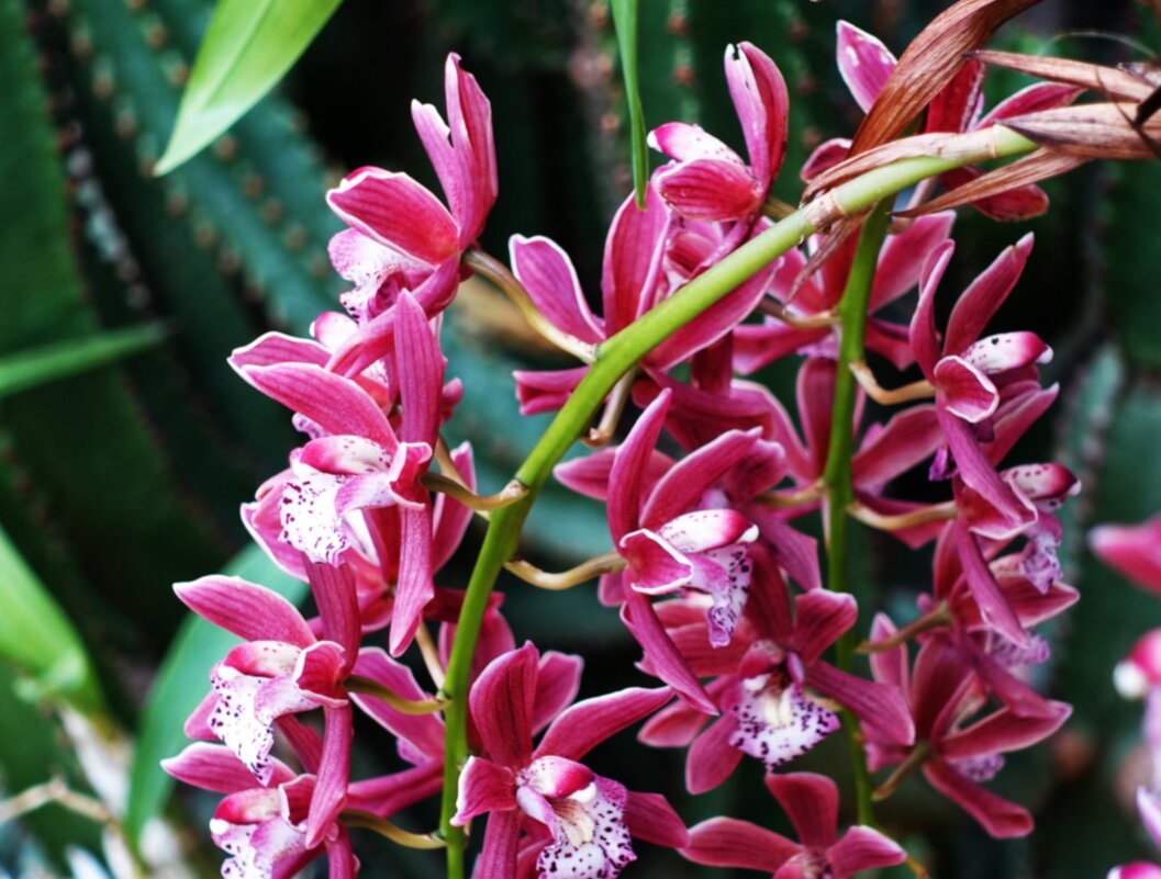 Орхидея и кактусы - Aida10 