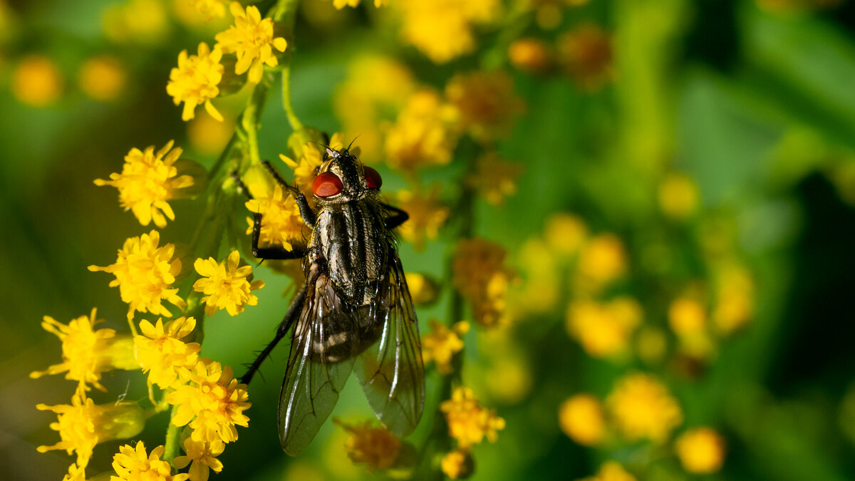 Летнее макро - Владимир Лазарев