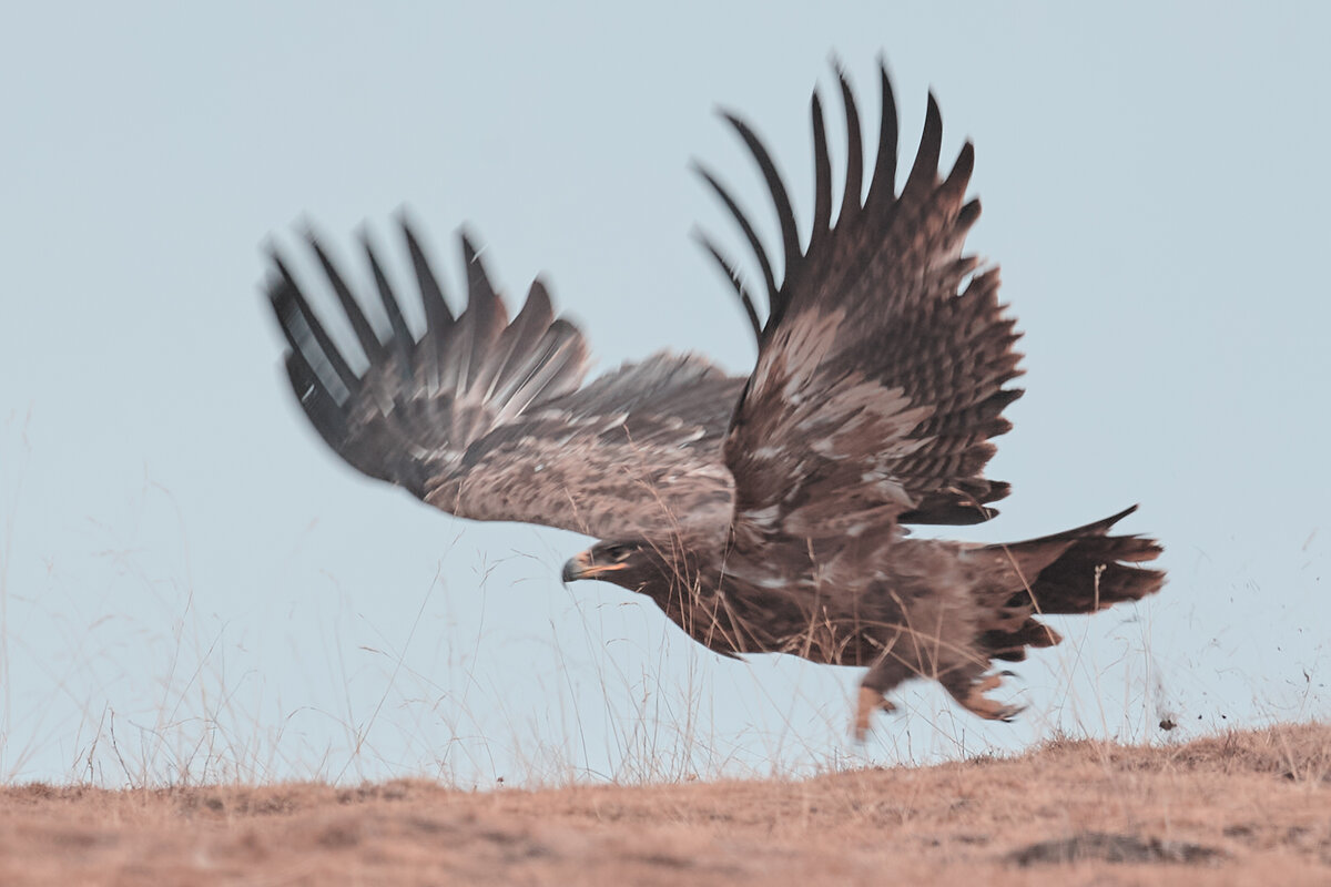 Steppe Eagle (nipalensis) - Yudong Liu