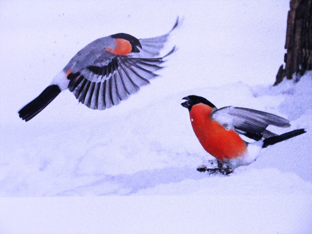 Что-то не поделили - Людмила Смородинская
