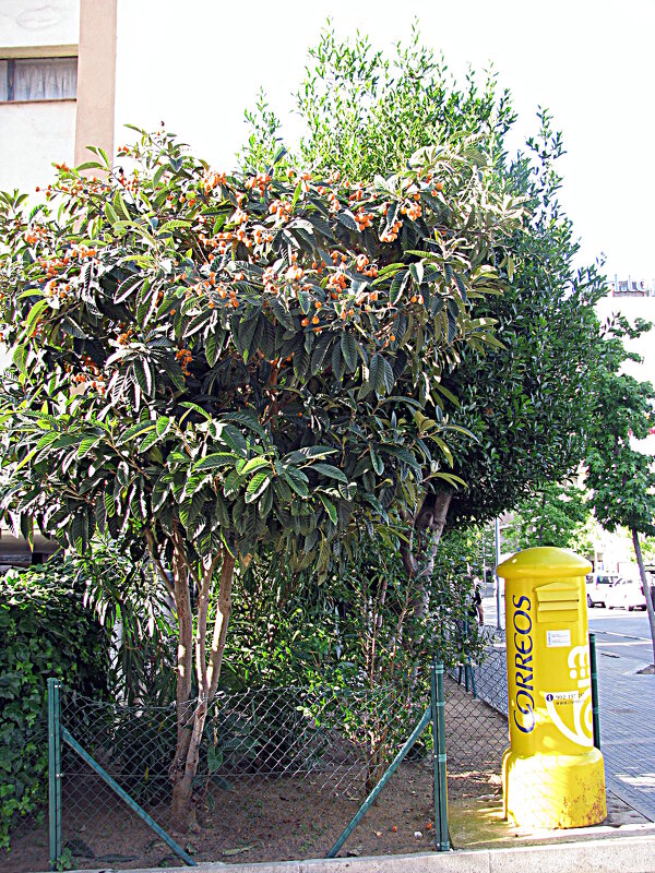 Барселона. - Владимир Драгунский