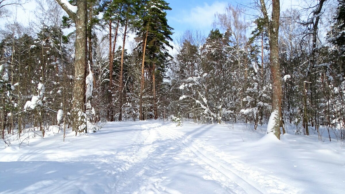 Зимний лес . - Милешкин Владимир Алексеевич 