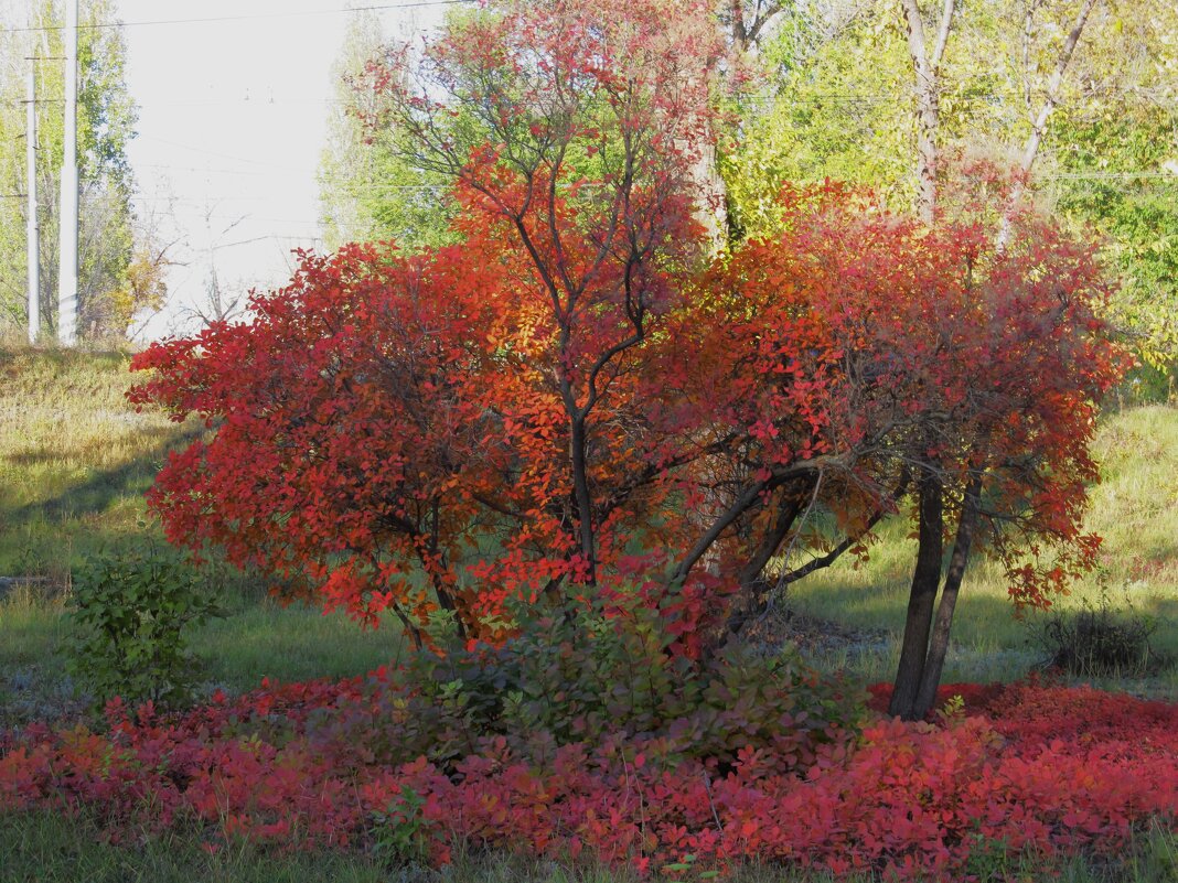 прекрасный октябрь - Елена Шаламова