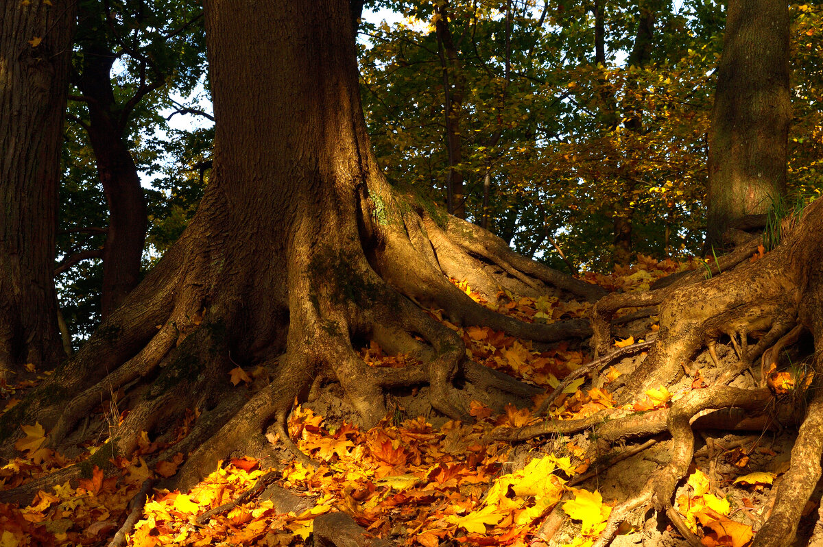 Краски осени. - Константин Белоногов