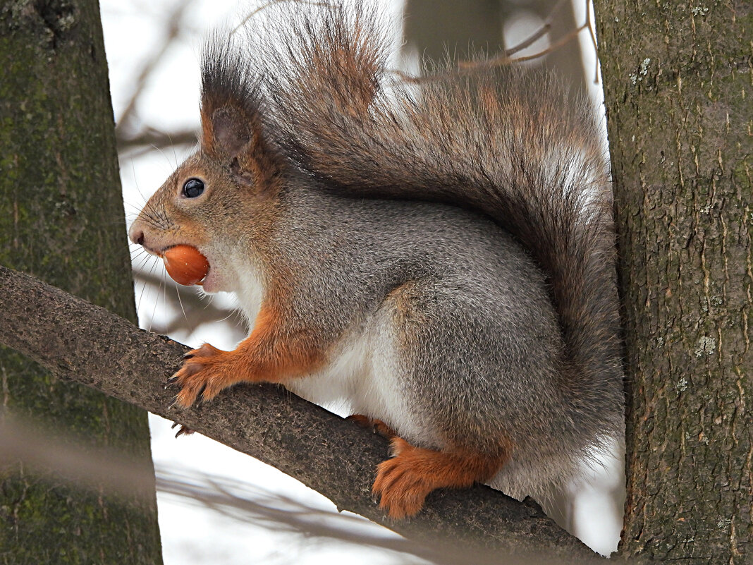 Белка - Лина 