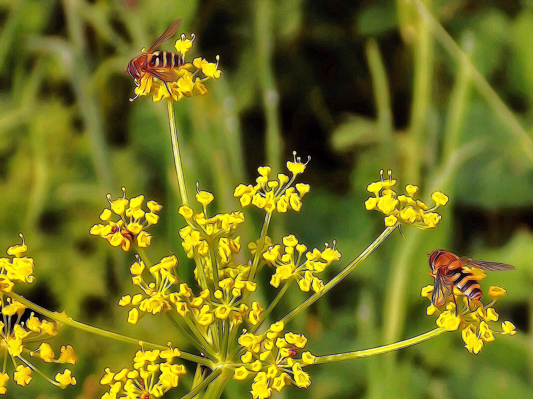 Медовая  карусель - Фотогруппа Весна