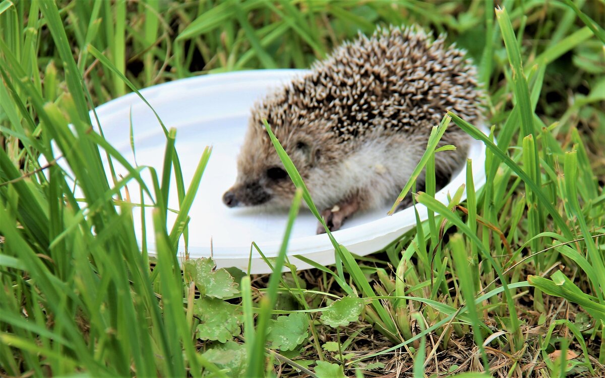ЕЖИК ПЬЕТ МОЛОКО... - Валентина 